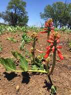 Imagem de Erythrina zeyheri Harv.