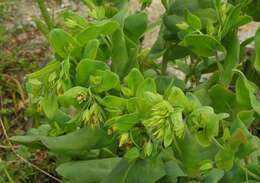 Image of Cerinthe minor subsp. auriculata (Ten.) Domac