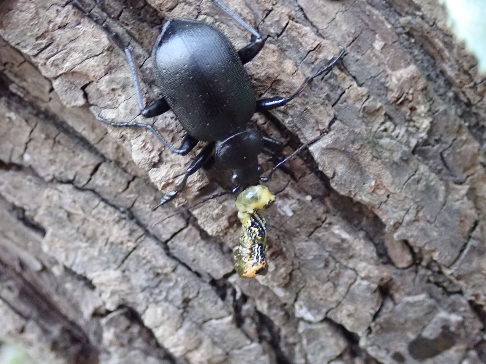 Слика од <i>Calosoma maximowiczi</i>