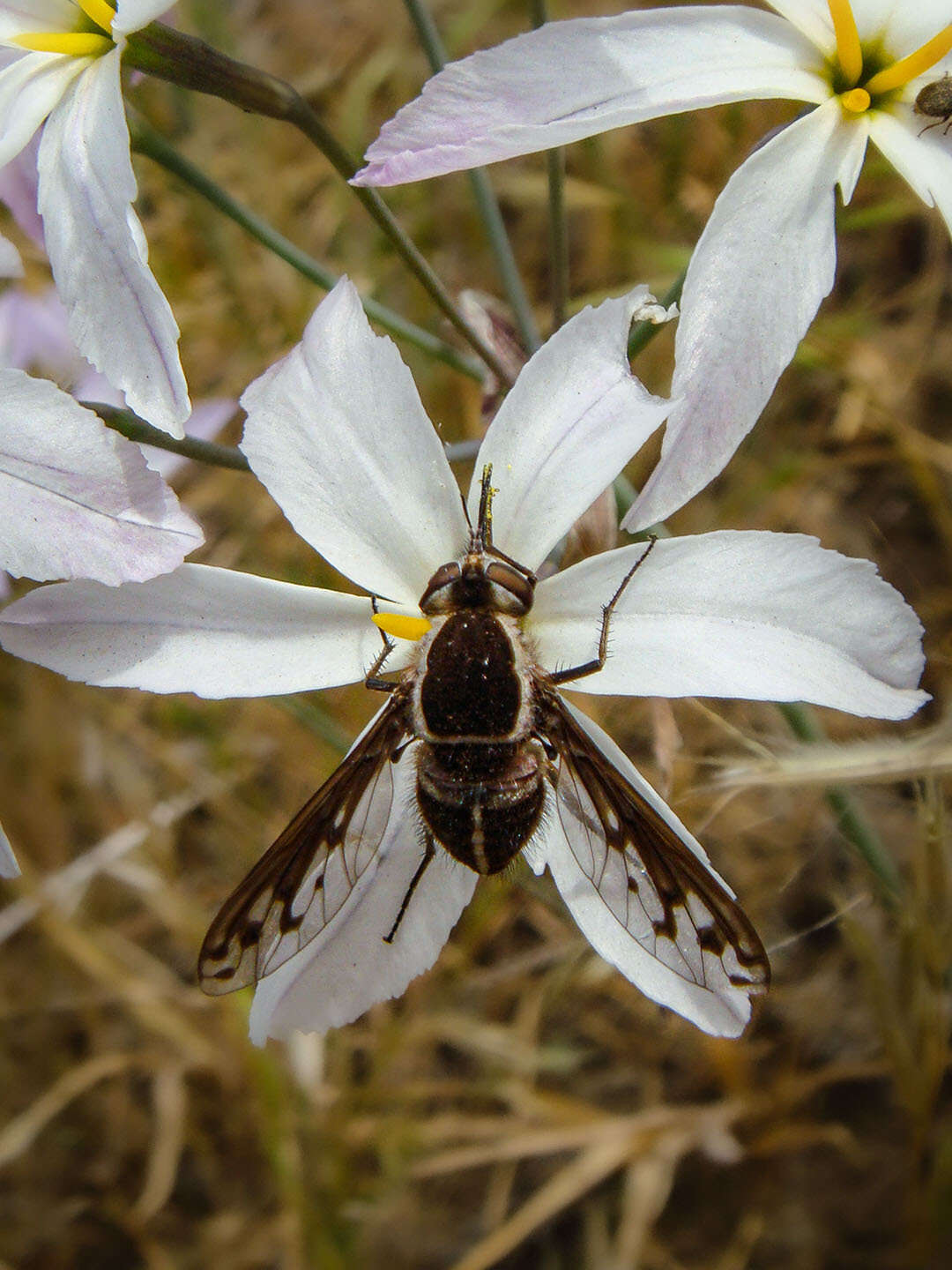 Image of Acrophthalmyda paulseni (Philippi 1865)