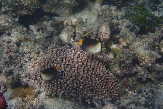 Image of Red Sea Butterflyfish