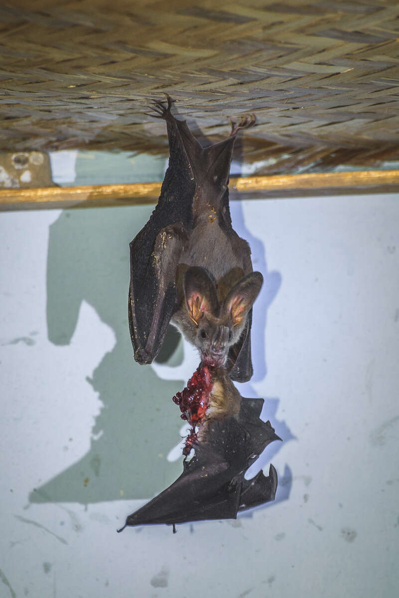 Image of Greater False Vampire Bat