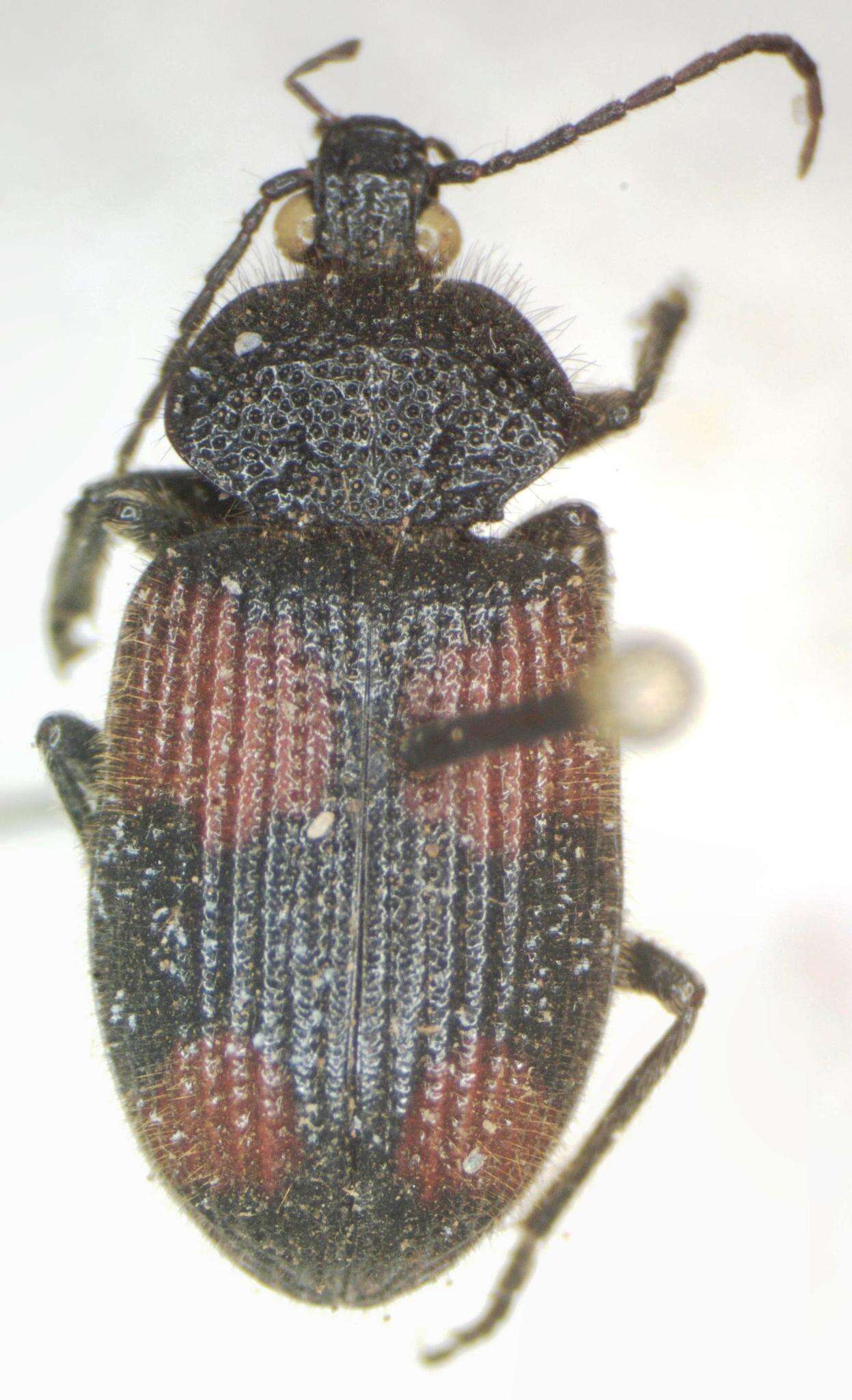 Image of Panagaeus (Hologaeus) sallei Chaudoir 1862