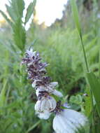 Image of Platostoma rotundifolium (Briq.) A. J. Paton