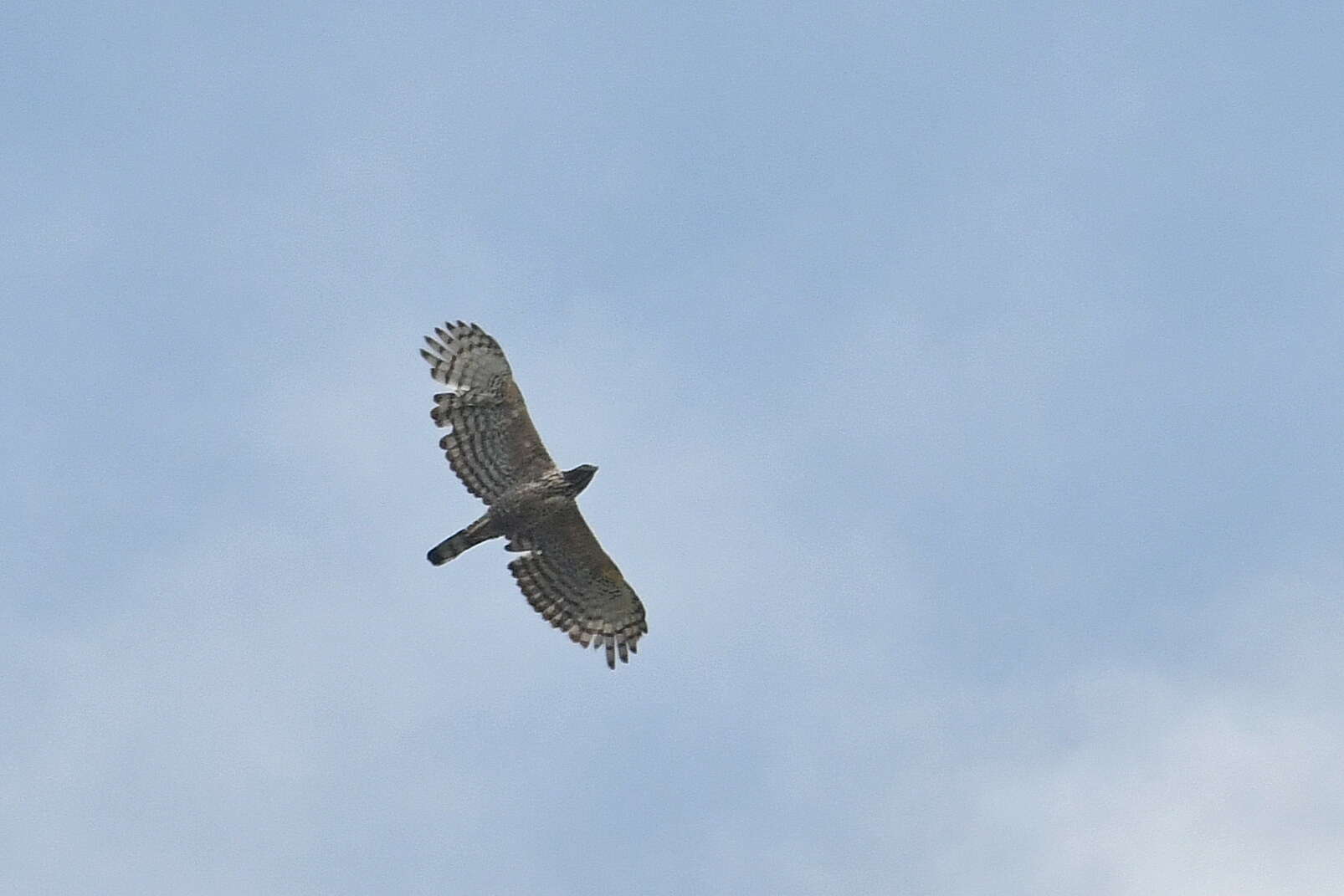 Nisaetus nipalensis Hodgson 1836 resmi