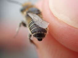 Image of Mason bee