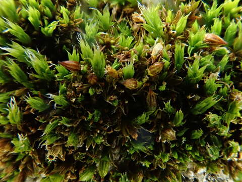 Image of orthotrichum moss