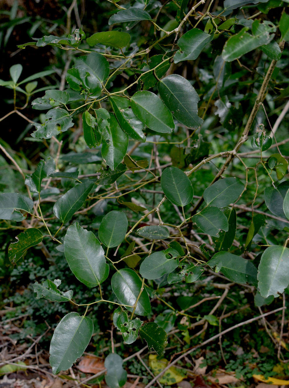 Image de Cissus oblonga (Benth.) Planchon