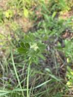 Image of western rough goldenrod