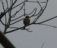 Image of Bull-headed Shrike