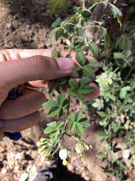 Image of Solanum appendiculatum Humb. & Bonpl. ex Dun.