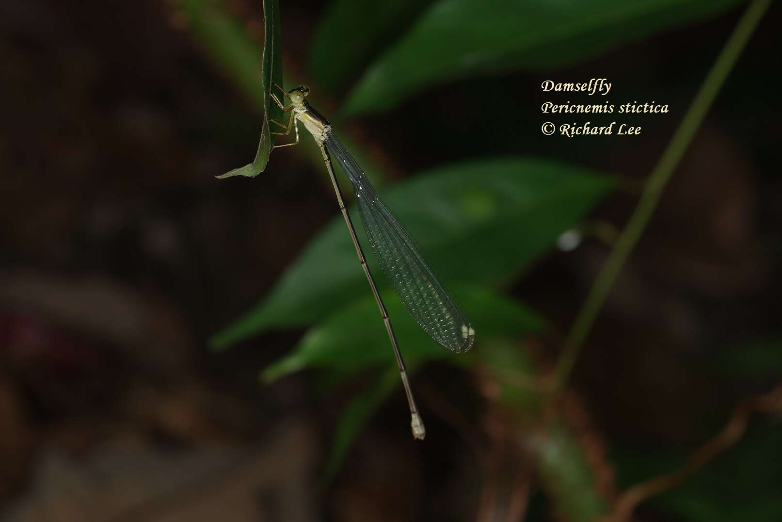 Image of Pericnemis stictica Hagen ex Selys 1863