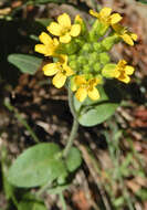 Image de Draba helleriana Greene