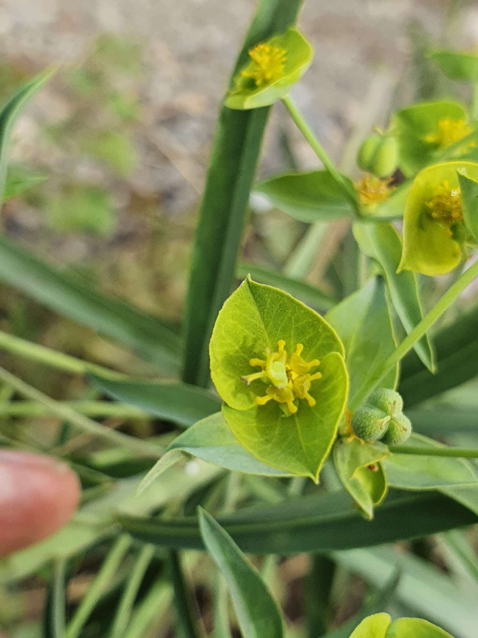 Image of Euphorbia biumbellata Poir.