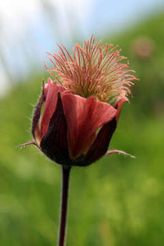 Image of Water Avens