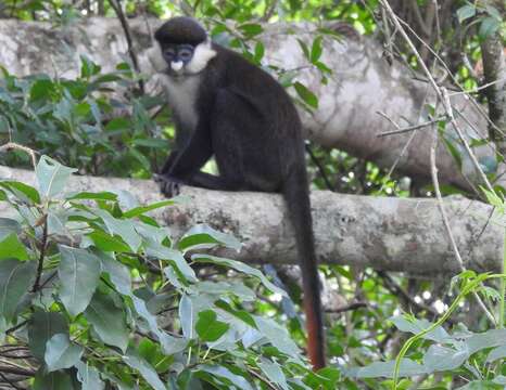 Cercopithecus ascanius (Audebert 1799) resmi