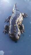 Image of Eastern Tiger Salamander