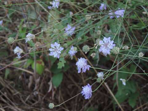 Cephalaria transsylvanica (L.) Schrad. ex Roem. & Schult. resmi