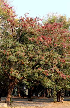 Image of Large-leaved albizia