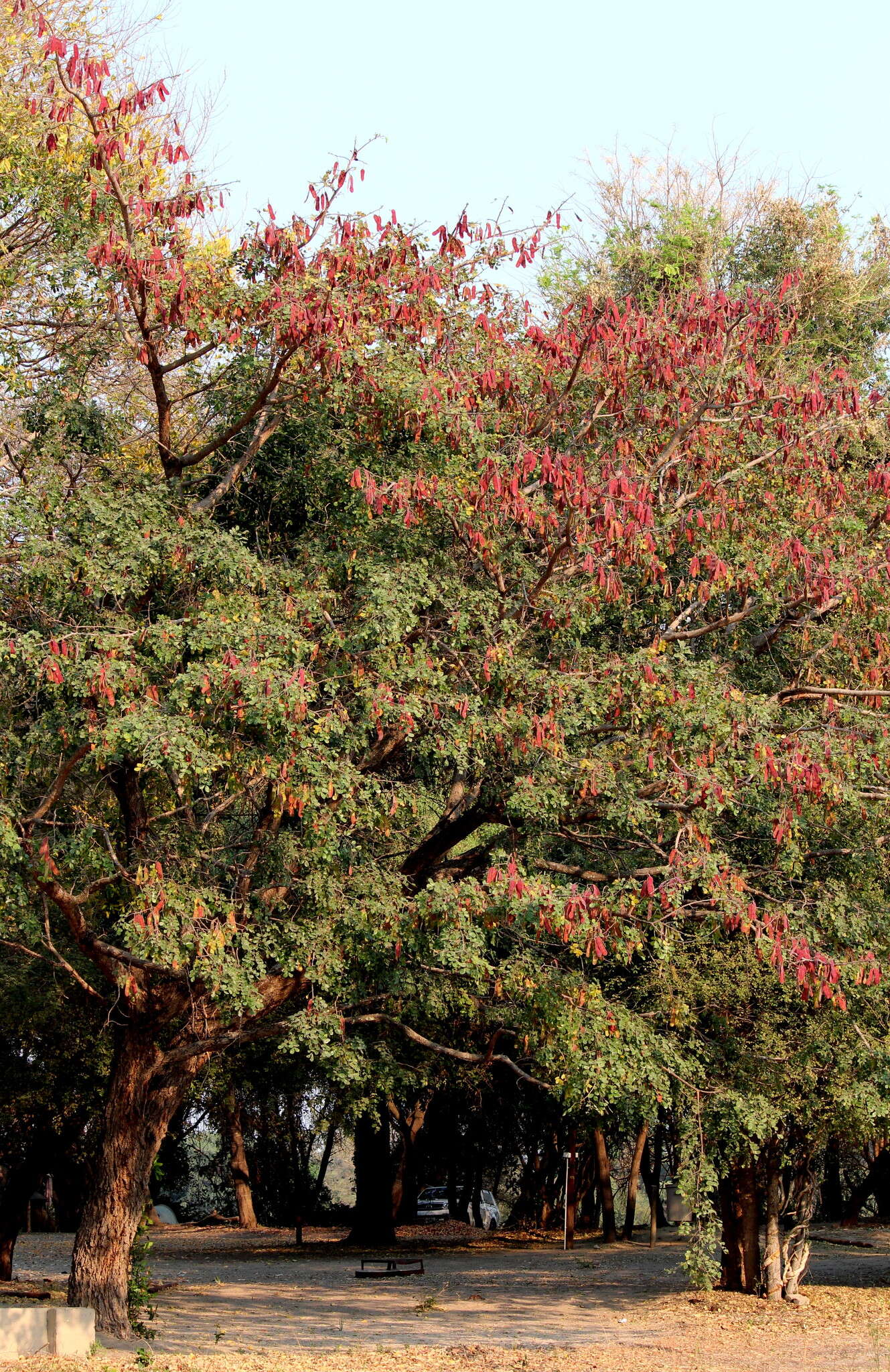 Image of Large-leaved albizia