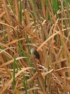 Image of African Bush-Warbler