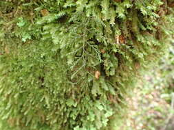 Image de Hymenophyllum villosum Col.