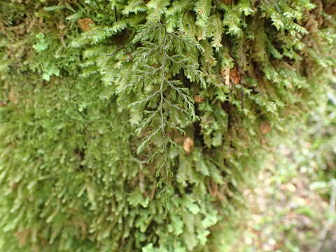 Image de Hymenophyllum villosum Col.