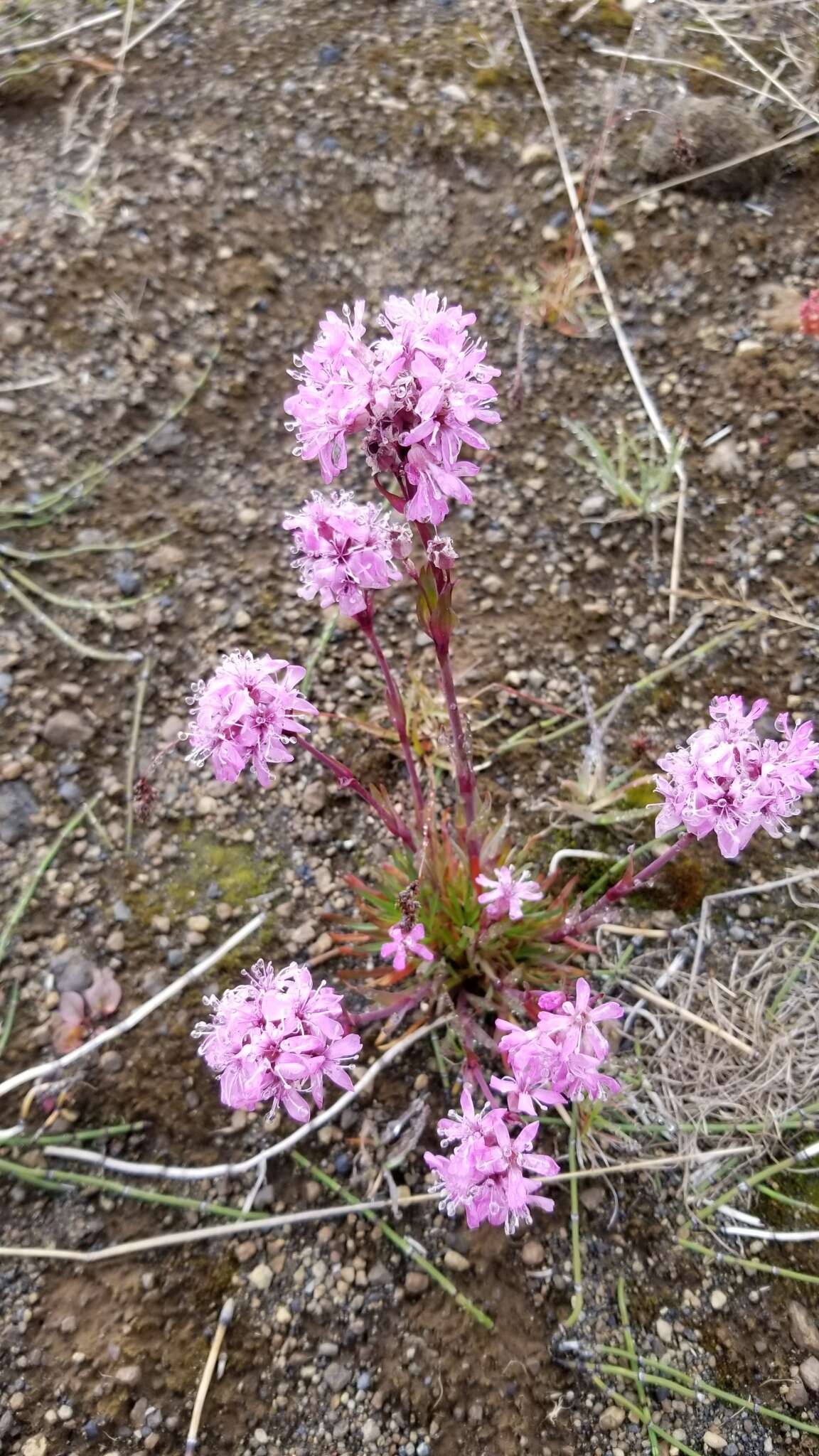Слика од Silene suecica (Loddiges) Greuter & Burdet