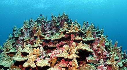 Image of Stony coral