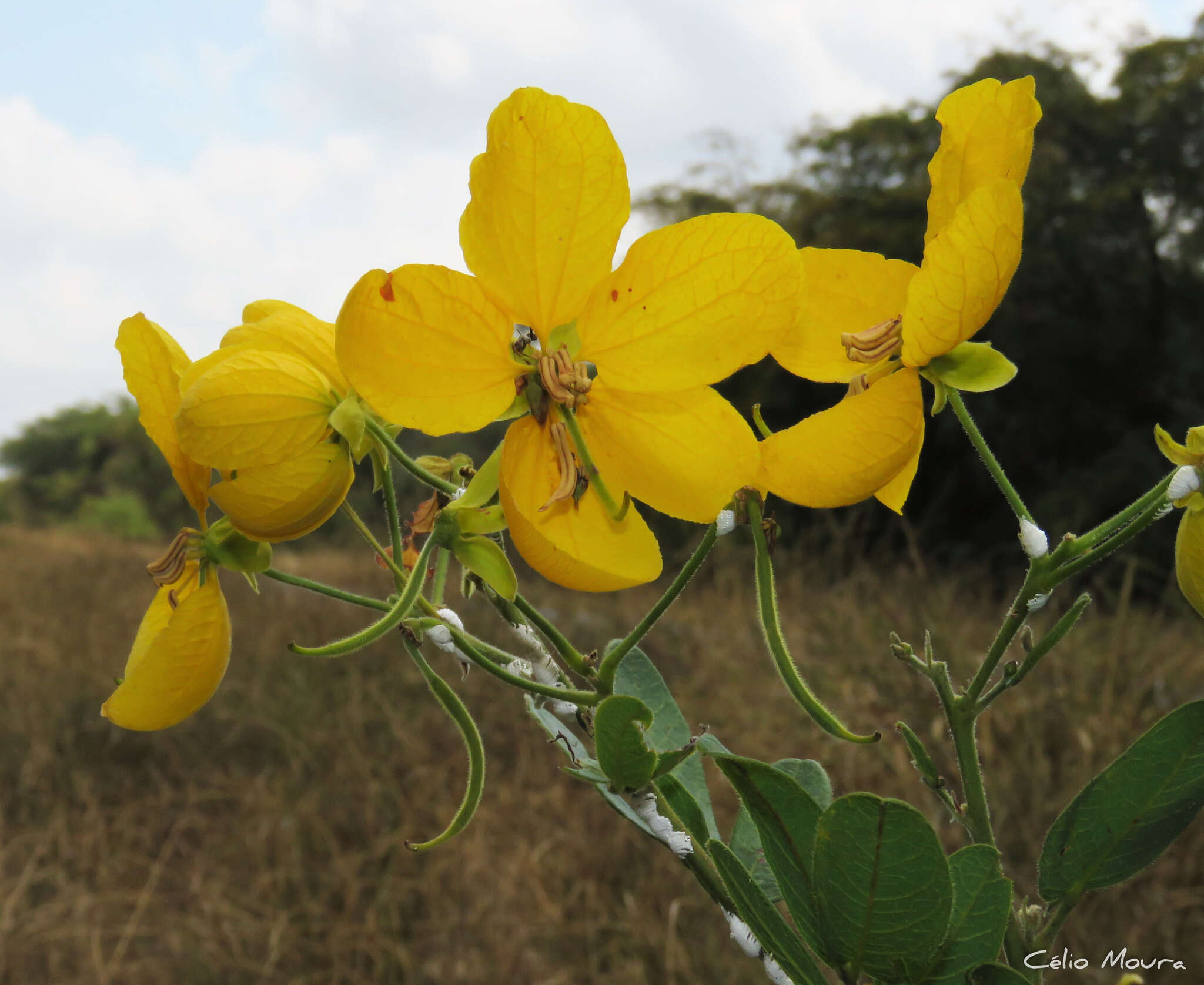 Sivun Senna rugosa (G. Don) H. S. Irwin & Barneby kuva