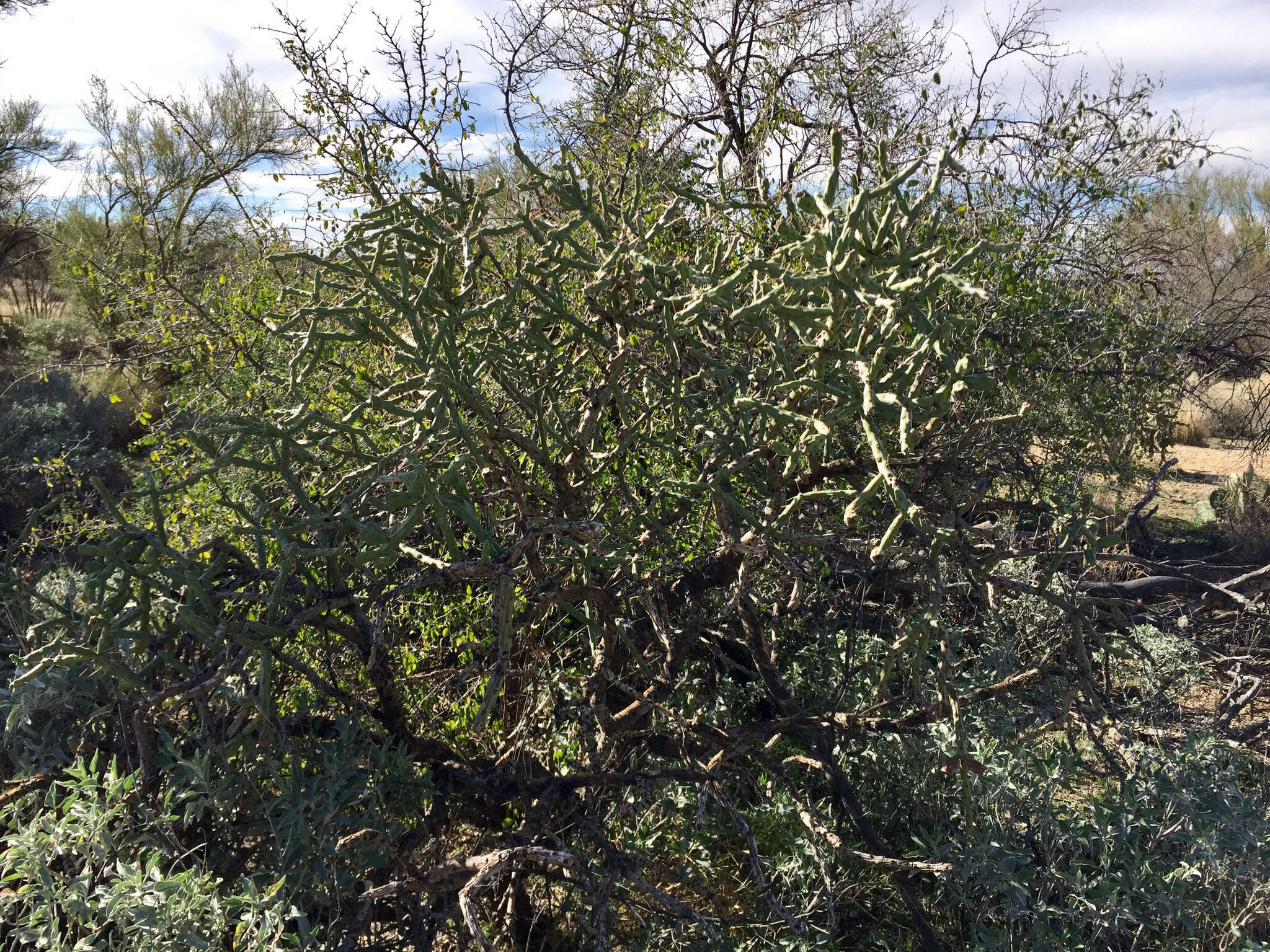 Image of Pencil Cholla