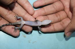 Image of Marbled Bow-fingered Gecko