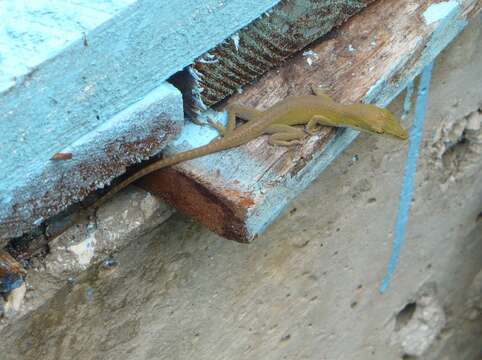 Image of Cuban green anole