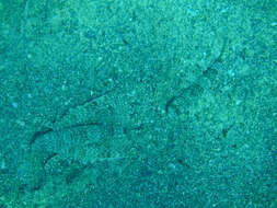 Plancia ëd Dactylopterus
