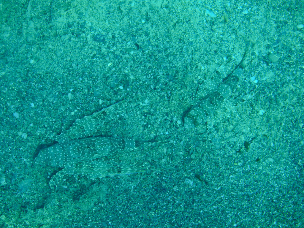 Image of Dactylopterus