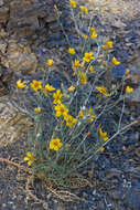 Image of Lindley's blazingstar