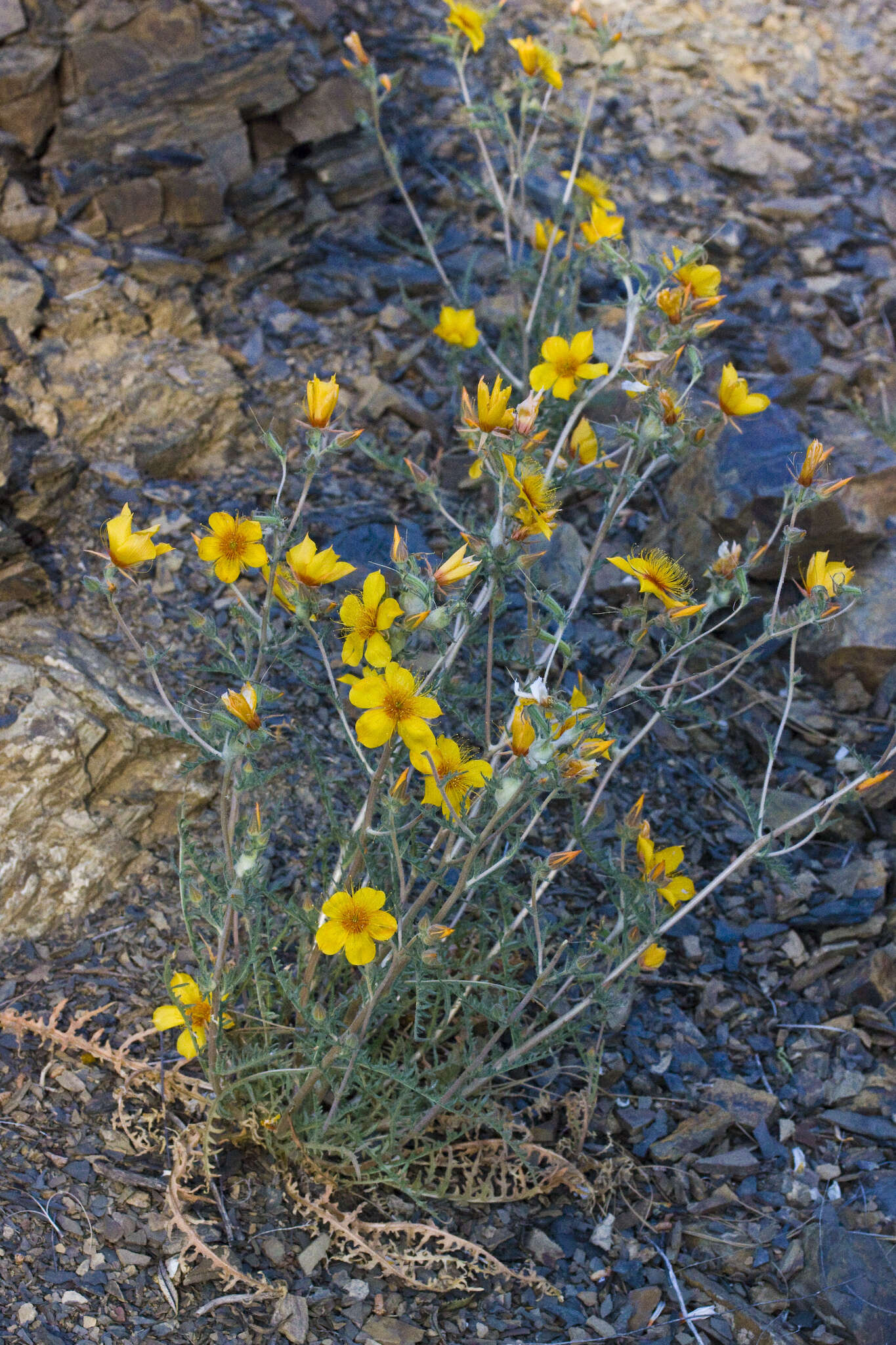 Image of Lindley's blazingstar