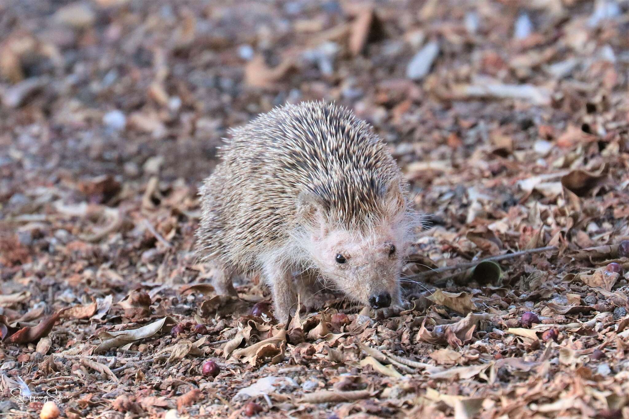 Image of Algerian Hedgehog