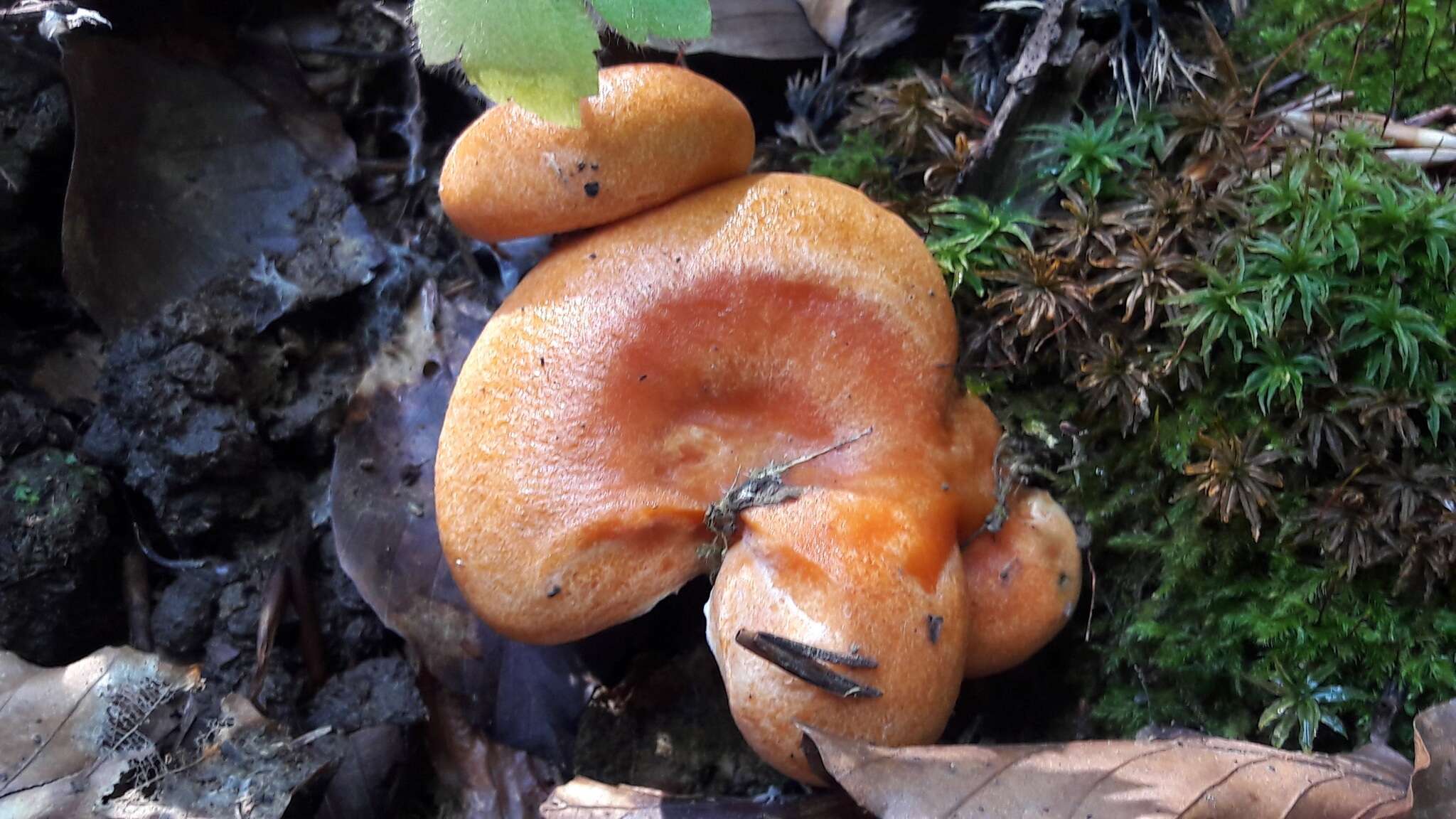 Image of Lactarius deliciosus (L.) Gray