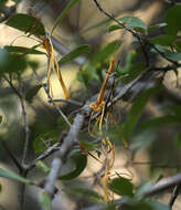 Image of Pedistylis galpinii (Schinz ex Sprague) D. Wiens