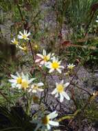 Image of Senecio tweediei Hook. & Arn.