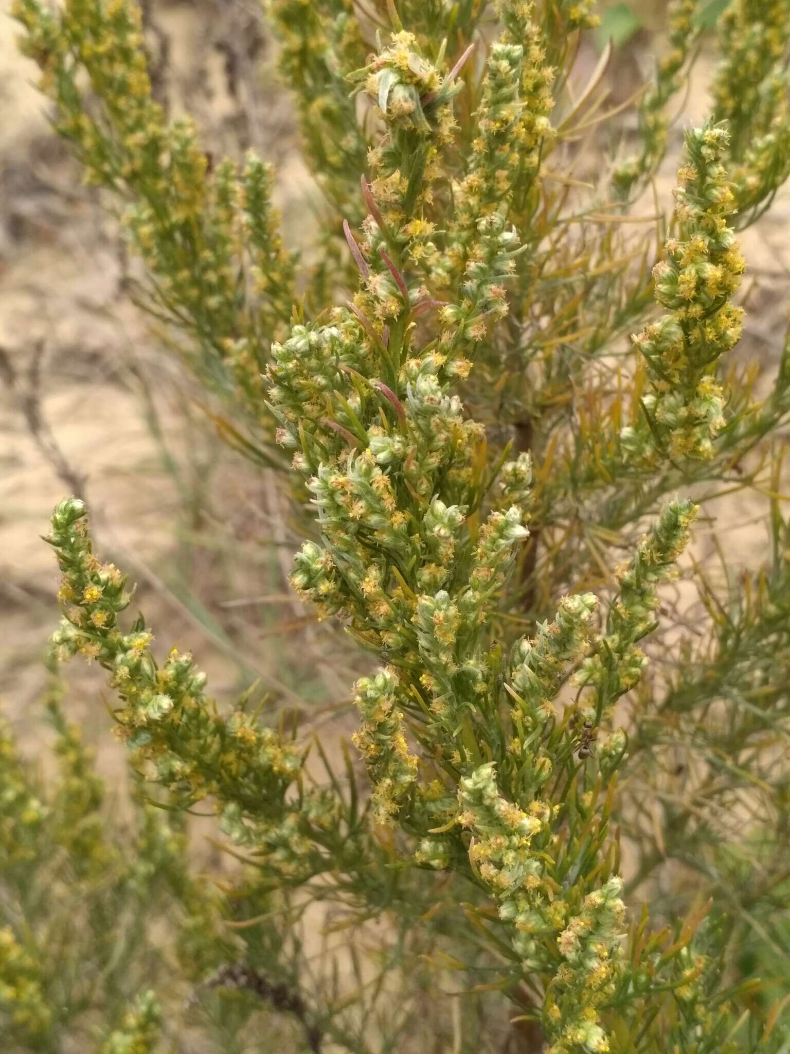 Plancia ëd Artemisia marschalliana Spreng.