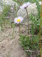 Image of largeflower fleabane