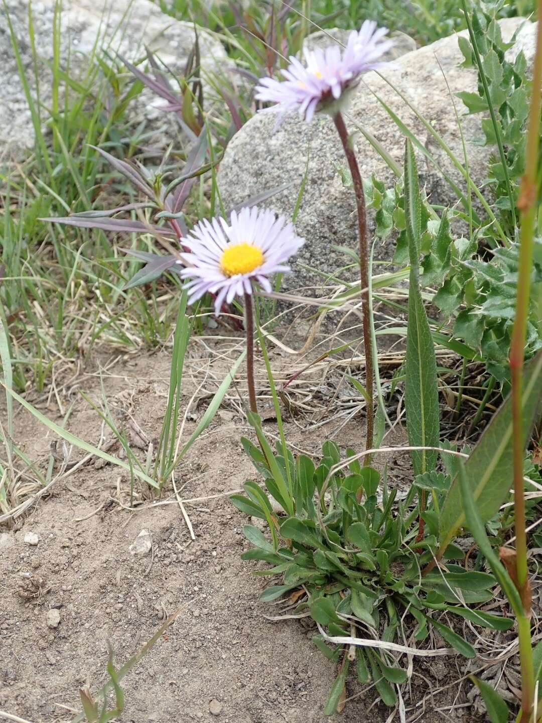 Image of largeflower fleabane