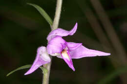 Image of red helleborine