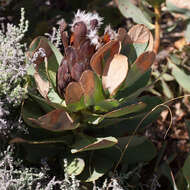 Plancia ëd Protea grandiceps Tratt.