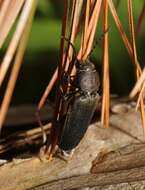 Image of Black Spruce Borer