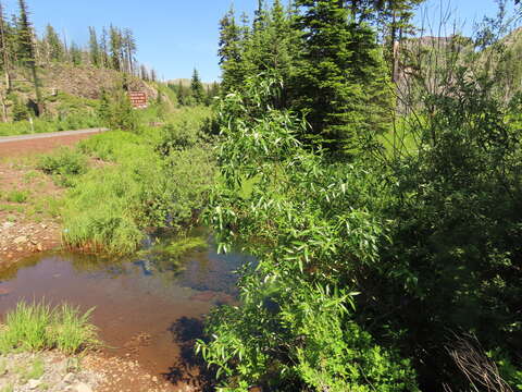 Image of Salix lasiandra var. lasiandra