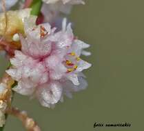 Image of Cuscuta palaestina Boiss.