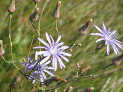 صورة Lactuca pulchella (Pursh) DC.